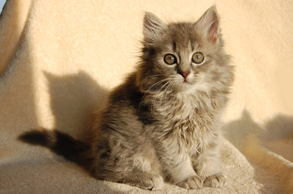 Oktavi im Alter von 9 Wochen.jpg